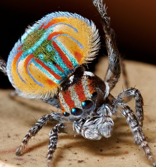 Peacock Jumping Spider Gif