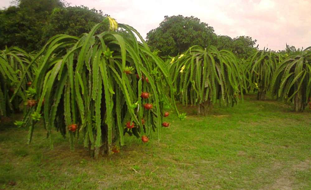 Pictures Of Dragon Fruit Plant