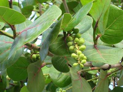 Pictures Of Fig Tree Leaves