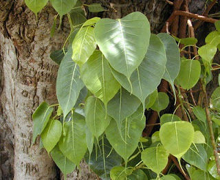 Pictures Of Fig Tree Leaves