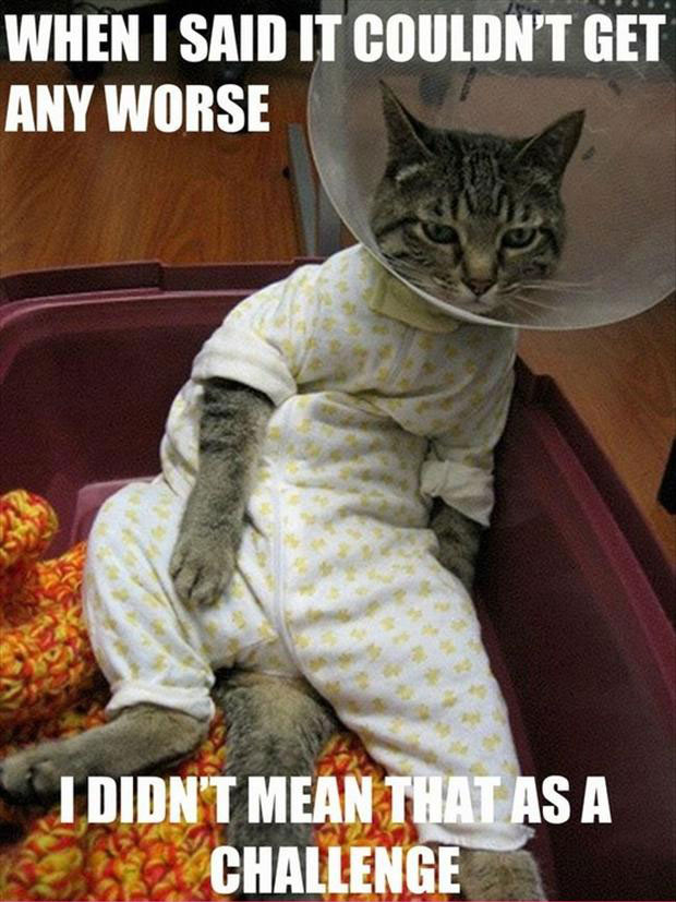 Pictures Of Funny Cats With Captions