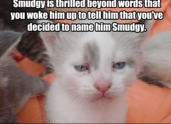 Pictures Of Funny Cats With Words