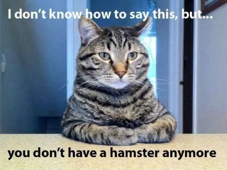 Really Funny Pictures Of Animals With Captions