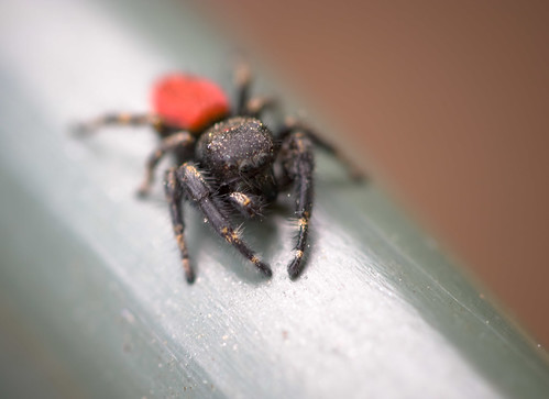 Red Backed Jumping Spider Bite