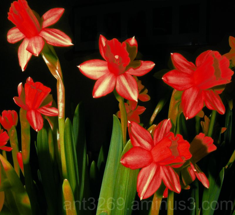 Red Daffodil Bulbs