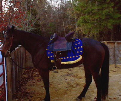 Royal Blue Saddle Pad
