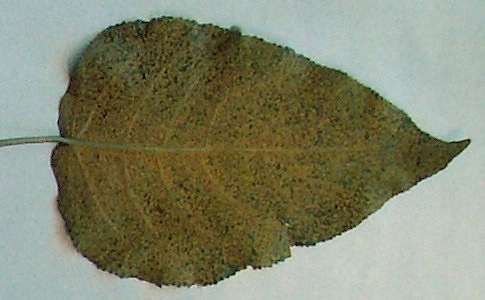 Rust On Fig Tree Leaves
