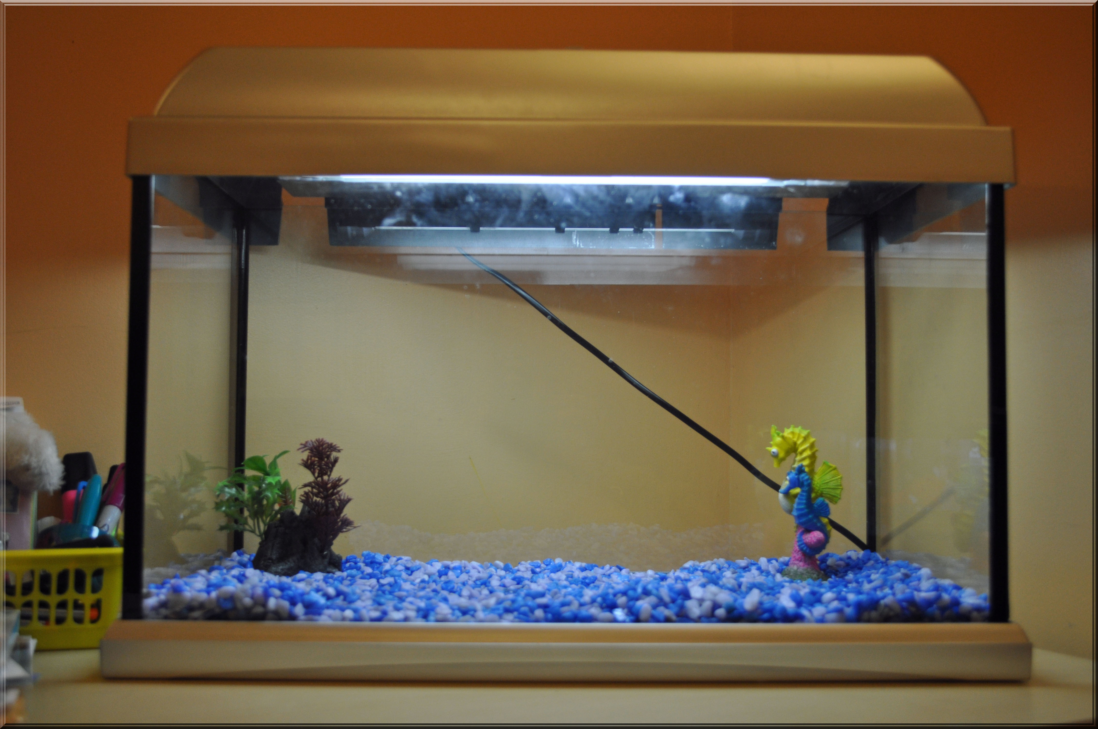 Siamese Fighter Fish Tanks