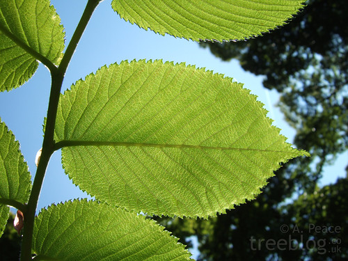 Sycamore Fig Tree Leaf