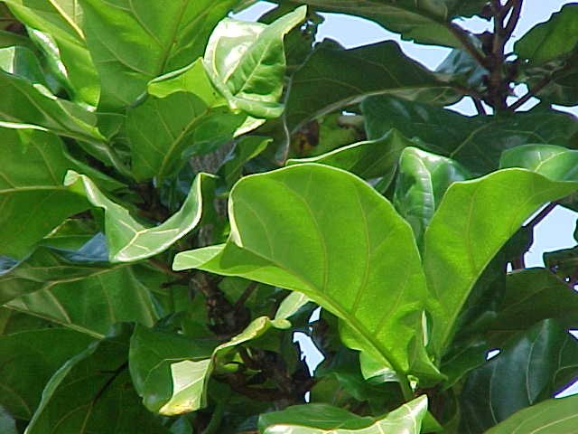 What Do Fig Tree Leaves Look Like