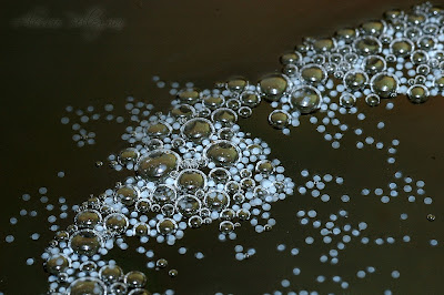 What Do Fighter Fish Eggs Look Like