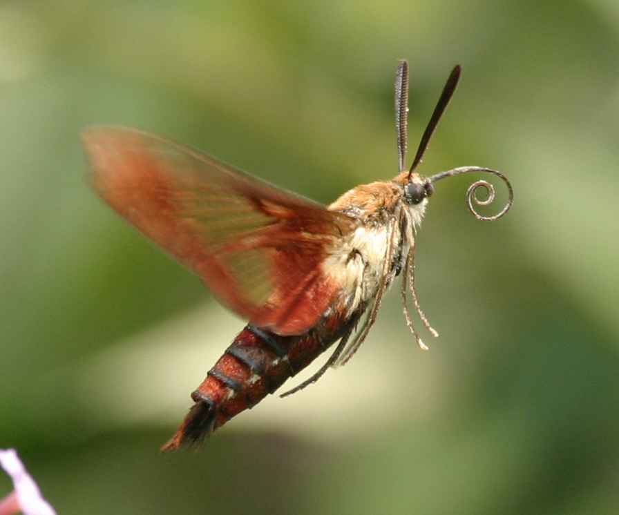 What Does A Hummingbird Moth Caterpillar Look Like