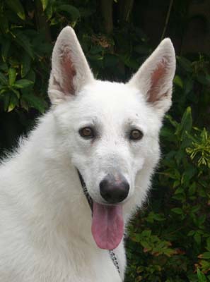 White German Shepherd Dog Face