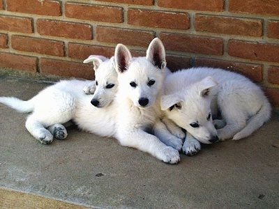 White German Shepherd Puppies Pictures